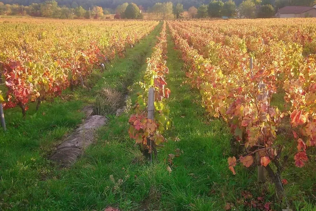 Appartement La Bulle Beaujolaise à Juliénas